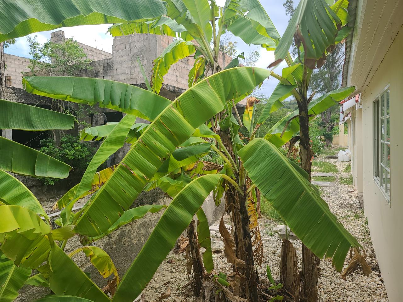 Thirteenth image of 74 Greenwood in Montego Bay, St. James, Jamaica - property is For Sale