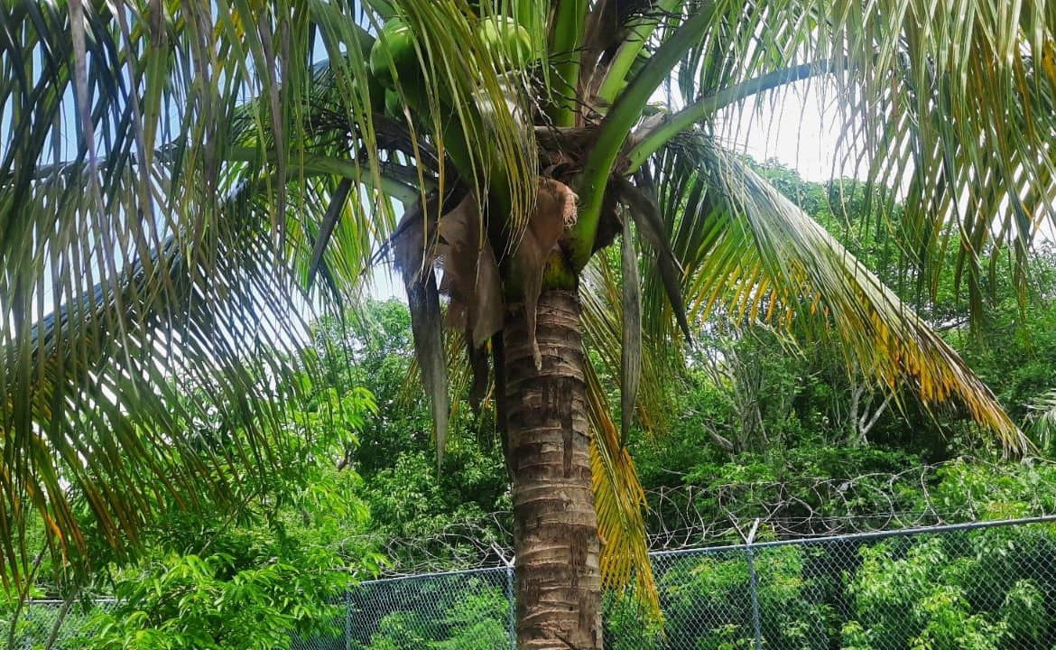 Twenty-Fourth image of 176 Flamingo Beach Circle Val in Falmouth, Trelawny, Jamaica - property is For Sale