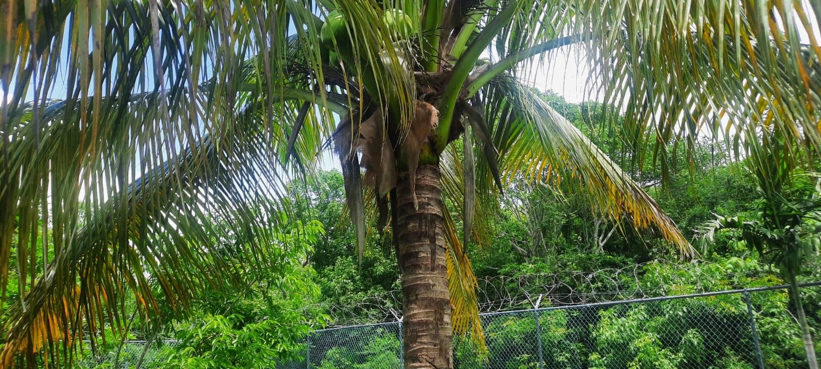 Stunning-5-Bedroom-Ocean-View-Home-for-Sale-in-Trelawny-Jamaica Twenty-Fourth image of 176 Flamingo Beach Circle Val in Falmouth, Trelawny, Jamaica - property is For Sale