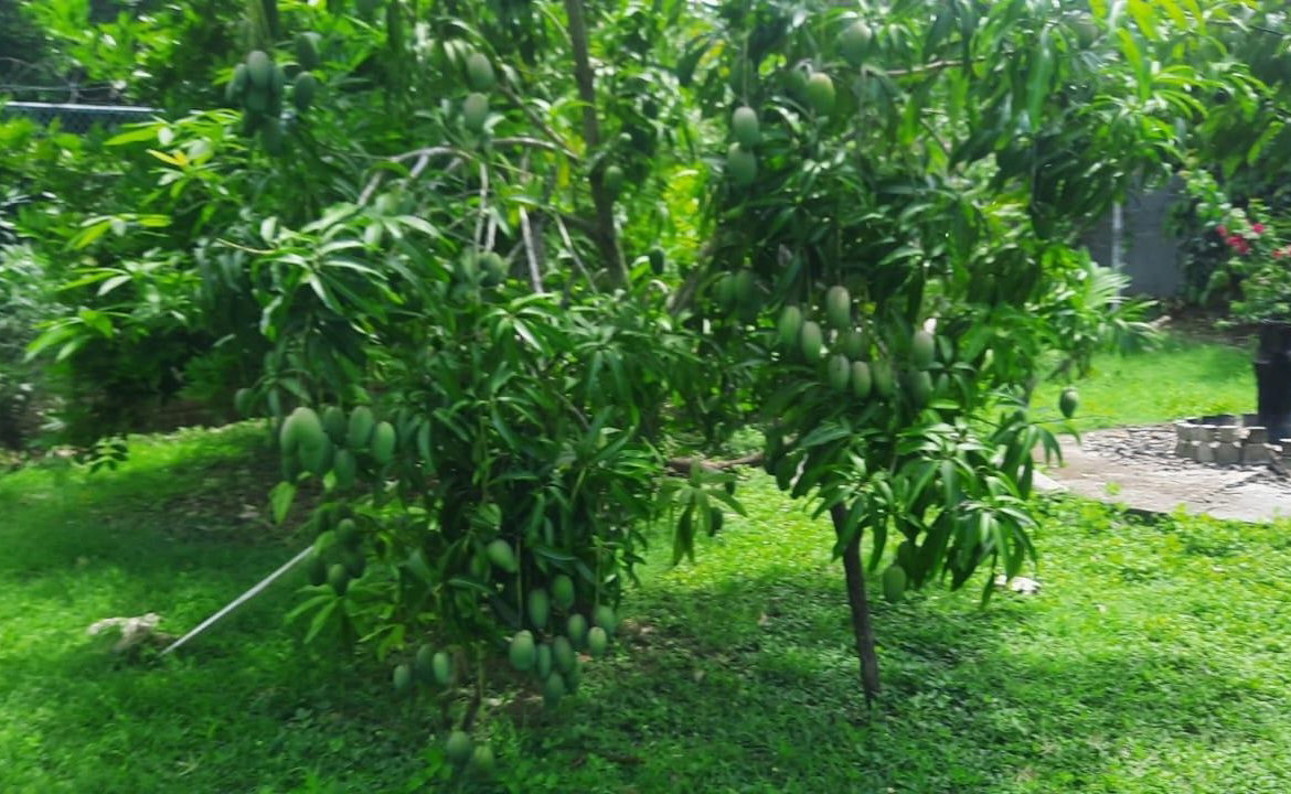 Twenty-Fifth image of 176 Flamingo Beach Circle Val in Falmouth, Trelawny, Jamaica - property is For Sale