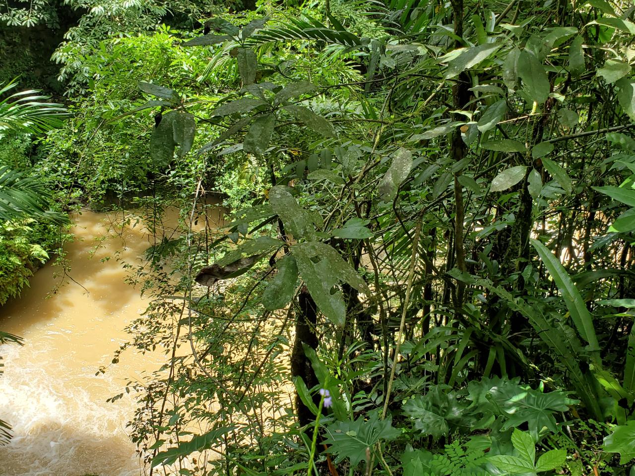 Stunning-50-Acre-Caribbean-Retreat-with-River-House-for-Sale Twelfth image of 1 Industry Pen in St. Mary Country Club, St. Mary, Jamaica - property is For Sale