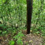 First image of 1 Industry Pen in St. Mary Country Club, St. Mary, Jamaica - property is For Sale