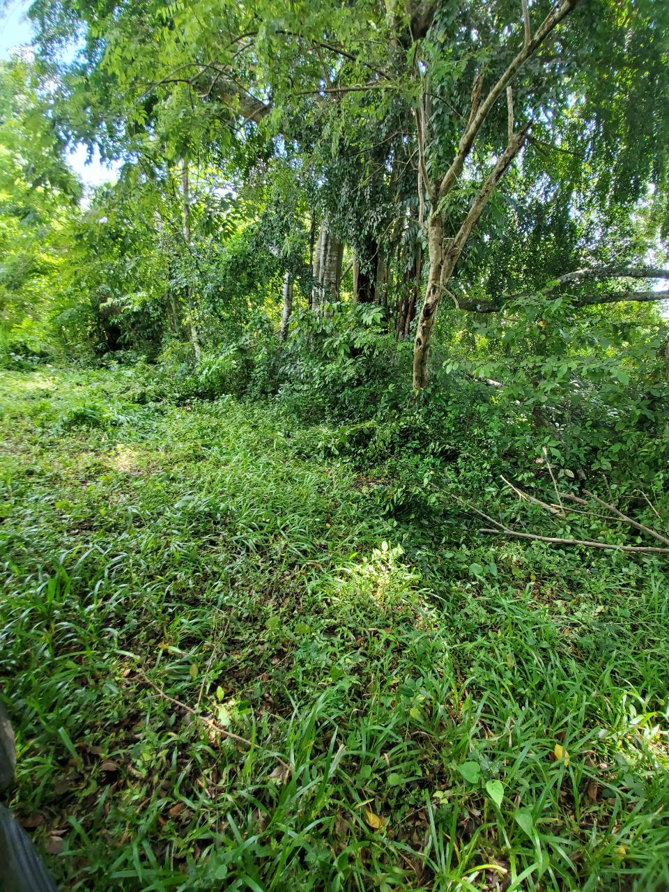 Stunning-50-Acre-Caribbean-Retreat-with-River-House-for-Sale Seventeenth image of 1 Industry Pen in St. Mary Country Club, St. Mary, Jamaica - property is For Sale