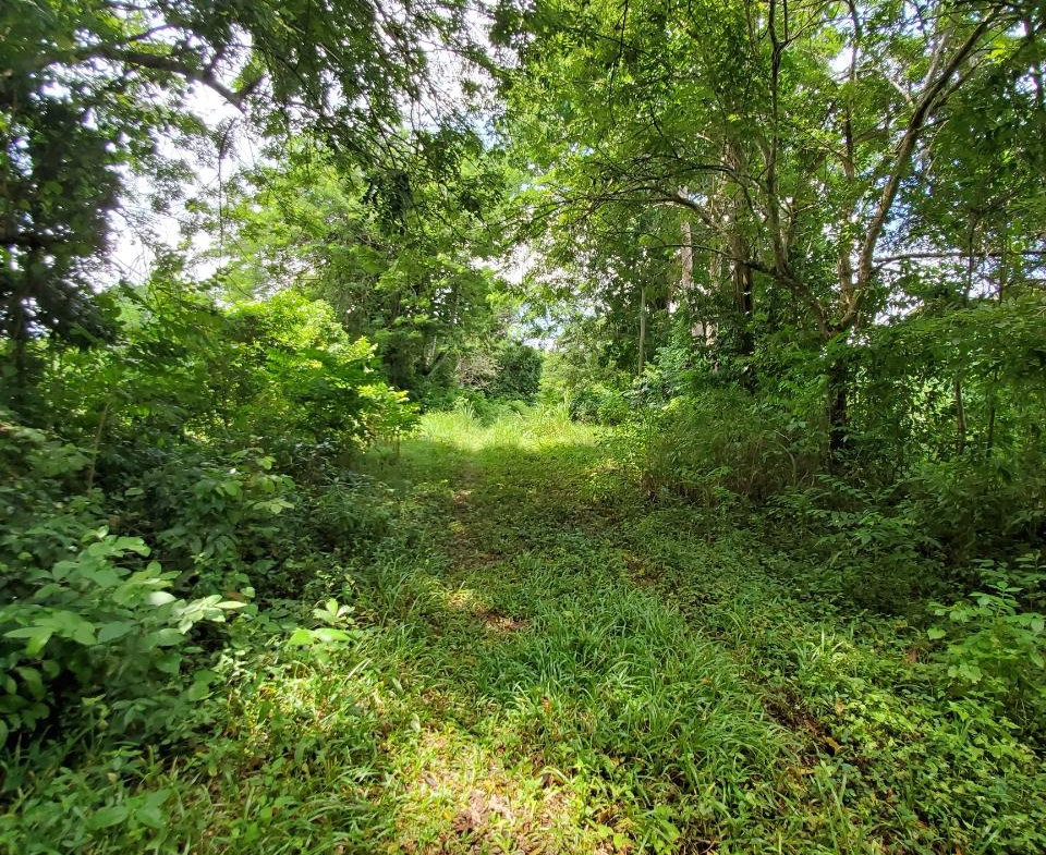 Nineteenth image of 1 Industry Pen in St. Mary Country Club, St. Mary, Jamaica - property is For Sale