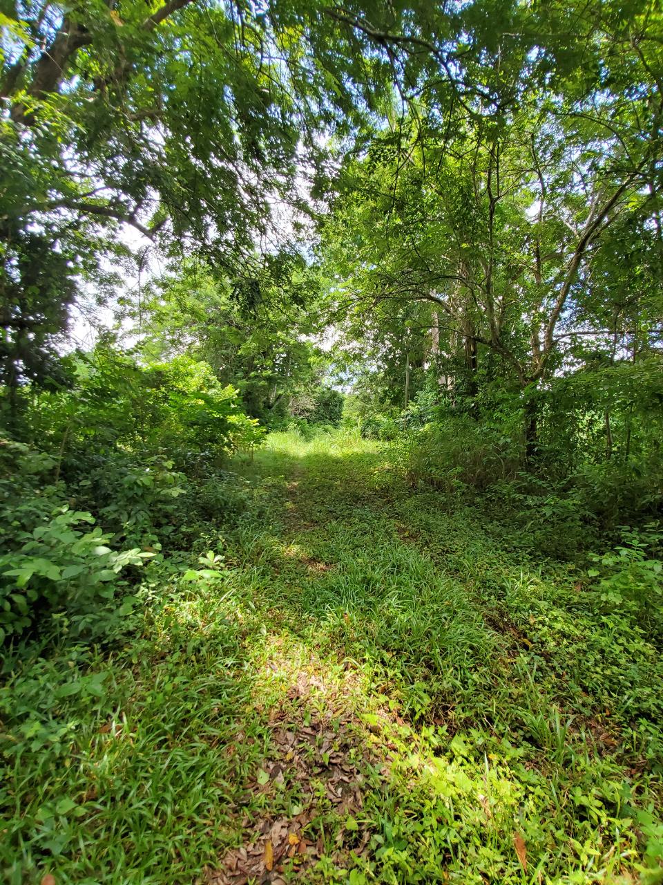 Stunning-50-Acre-Caribbean-Retreat-with-River-House-for-Sale Nineteenth image of 1 Industry Pen in St. Mary Country Club, St. Mary, Jamaica - property is For Sale