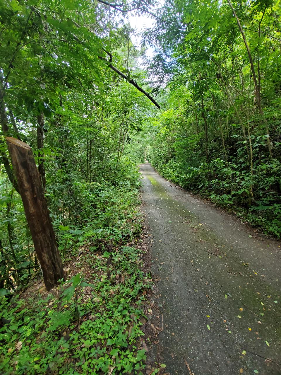 Stunning-50-Acre-Caribbean-Retreat-with-River-House-for-Sale Third image of 1 Industry Pen in St. Mary Country Club, St. Mary, Jamaica - property is For Sale