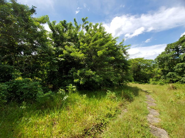 Twenty-Third image of 1 Industry Pen in St. Mary Country Club, St. Mary, Jamaica - property is For Sale