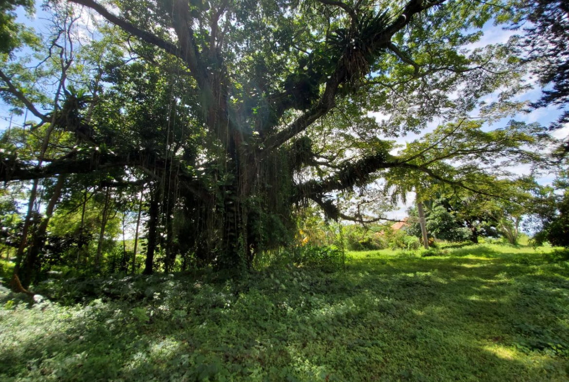 Twenty-Fifth image of 1 Industry Pen in St. Mary Country Club, St. Mary, Jamaica - property is For Sale