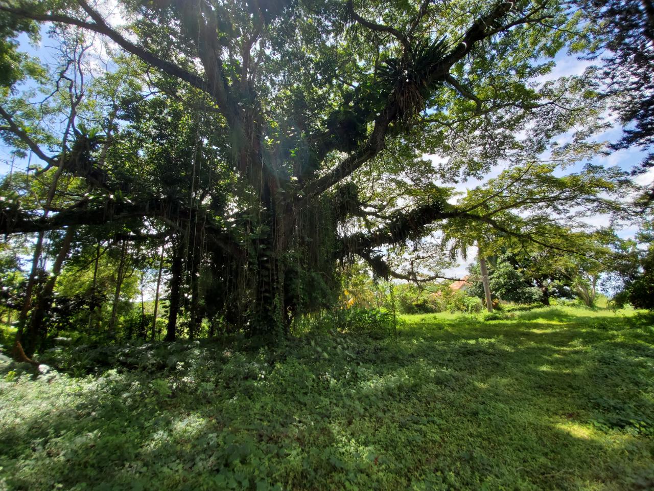 Stunning-50-Acre-Caribbean-Retreat-with-River-House-for-Sale Twenty-Fifth image of 1 Industry Pen in St. Mary Country Club, St. Mary, Jamaica - property is For Sale