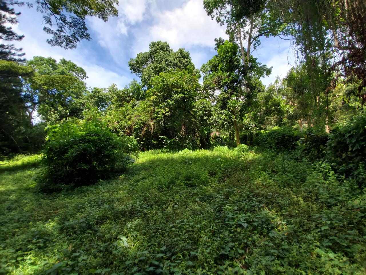 Stunning-50-Acre-Caribbean-Retreat-with-River-House-for-Sale Twenty-Seventh image of 1 Industry Pen in St. Mary Country Club, St. Mary, Jamaica - property is For Sale