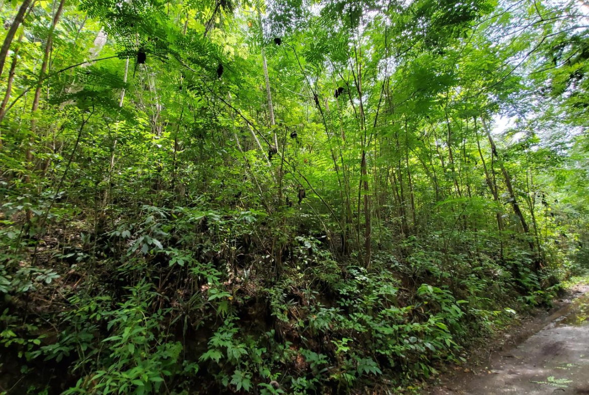 Fifth image of 1 Industry Pen in St. Mary Country Club, St. Mary, Jamaica - property is For Sale
