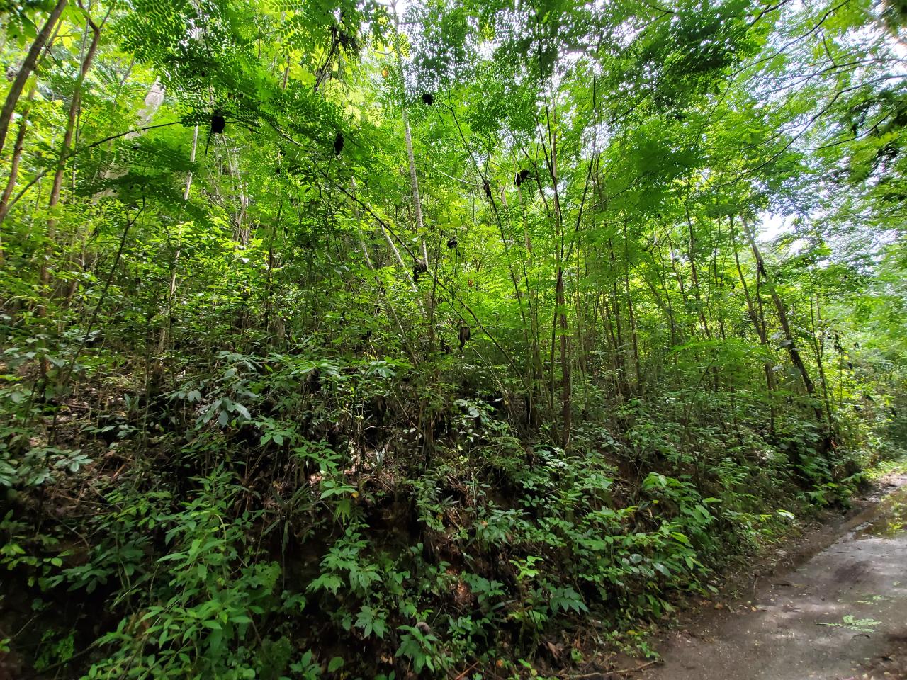 Stunning-50-Acre-Caribbean-Retreat-with-River-House-for-Sale Fifth image of 1 Industry Pen in St. Mary Country Club, St. Mary, Jamaica - property is For Sale