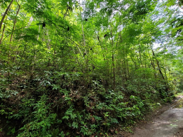 Fifth image of 1 Industry Pen in St. Mary Country Club, St. Mary, Jamaica - property is For Sale
