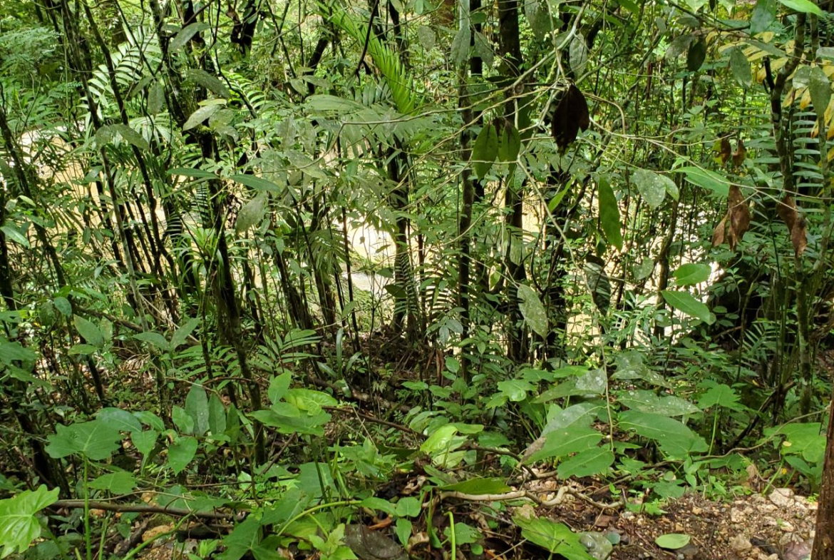 Sixth image of 1 Industry Pen in St. Mary Country Club, St. Mary, Jamaica - property is For Sale