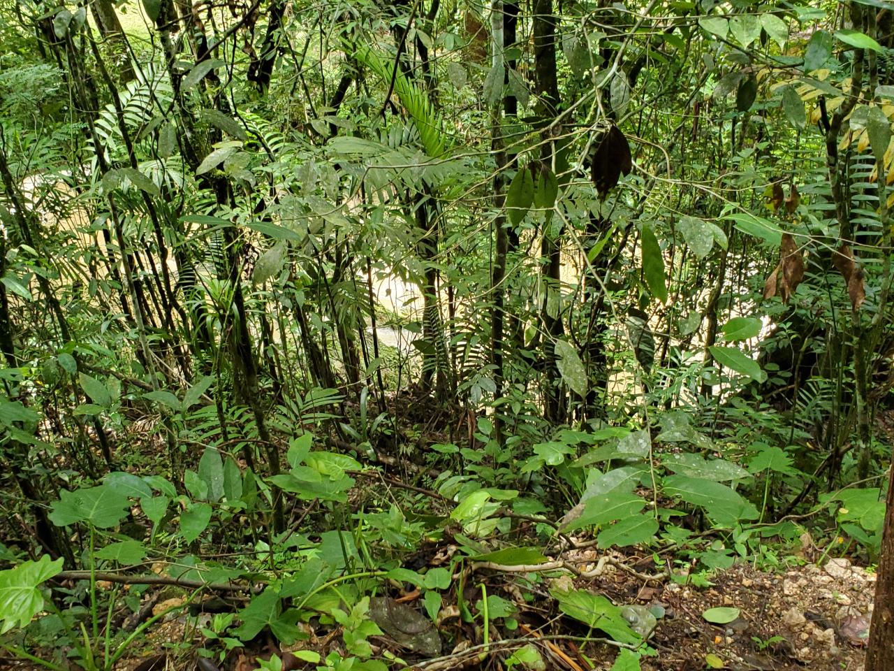 Stunning-50-Acre-Caribbean-Retreat-with-River-House-for-Sale Sixth image of 1 Industry Pen in St. Mary Country Club, St. Mary, Jamaica - property is For Sale