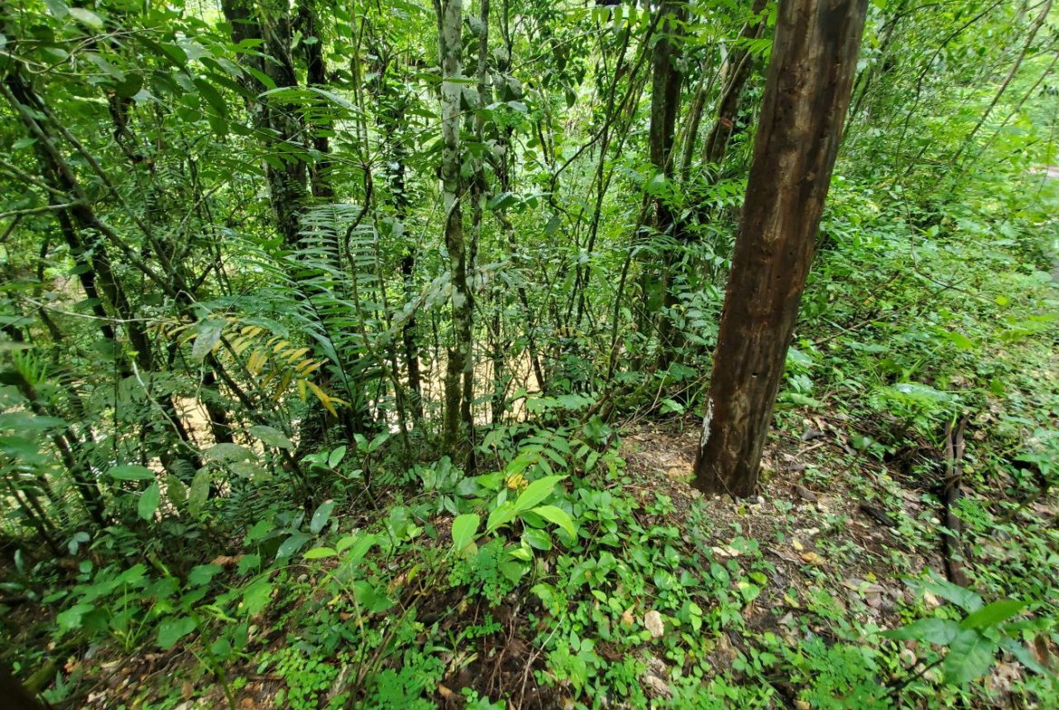 Eighth image of 1 Industry Pen in St. Mary Country Club, St. Mary, Jamaica - property is For Sale