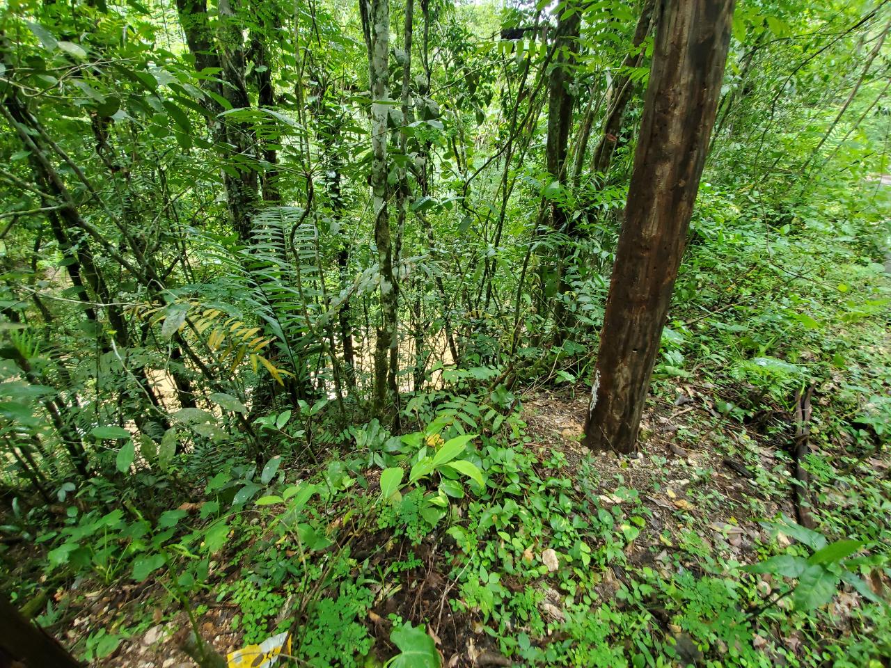 Stunning-50-Acre-Caribbean-Retreat-with-River-House-for-Sale Eighth image of 1 Industry Pen in St. Mary Country Club, St. Mary, Jamaica - property is For Sale