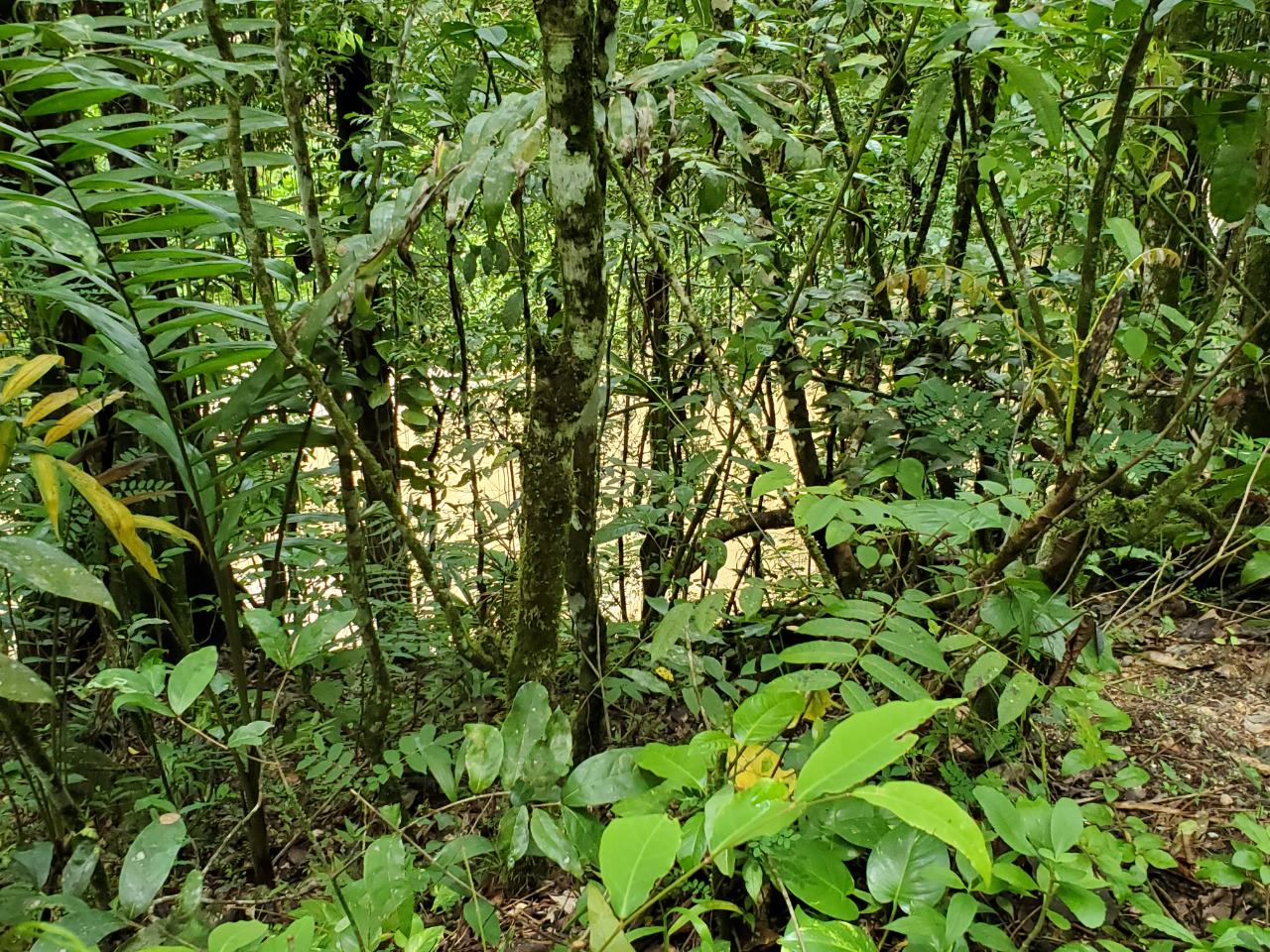 Stunning-50-Acre-Caribbean-Retreat-with-River-House-for-Sale Ninth image of 1 Industry Pen in St. Mary Country Club, St. Mary, Jamaica - property is For Sale