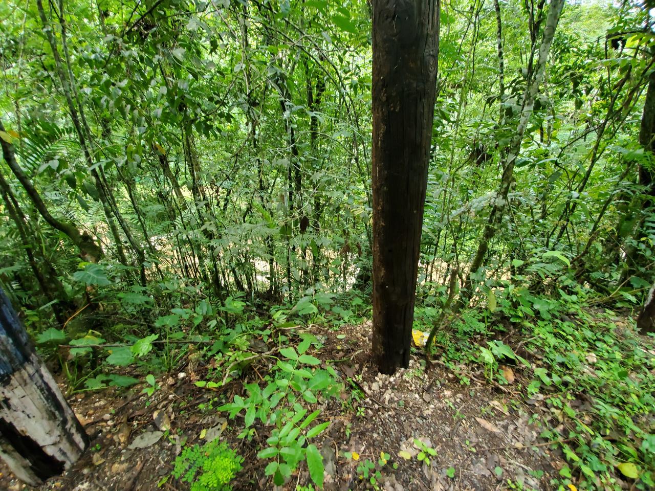 Stunning-50-Acre-Caribbean-Retreat-with-River-House-for-Sale First image of 1 Industry Pen in St. Mary Country Club, St. Mary, Jamaica - property is For Sale