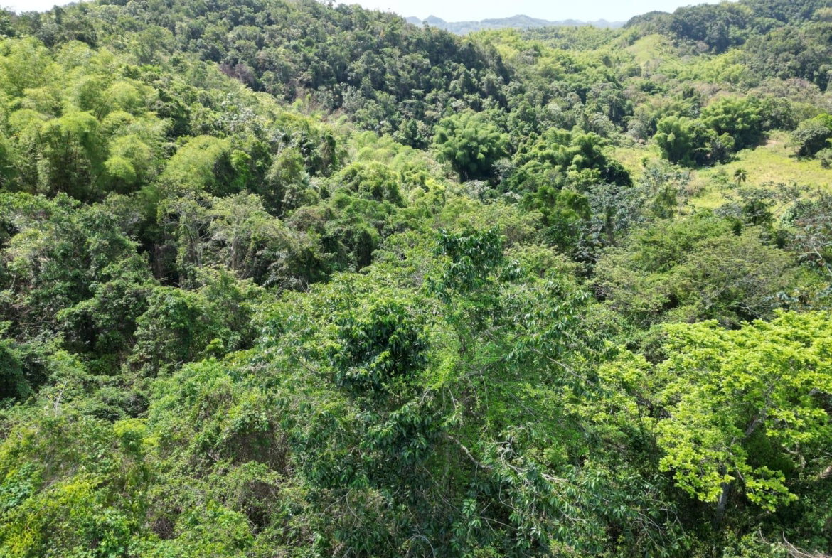 Fifth image of Spring Garden in Spring Garden, St. James, Jamaica - property is For Sale