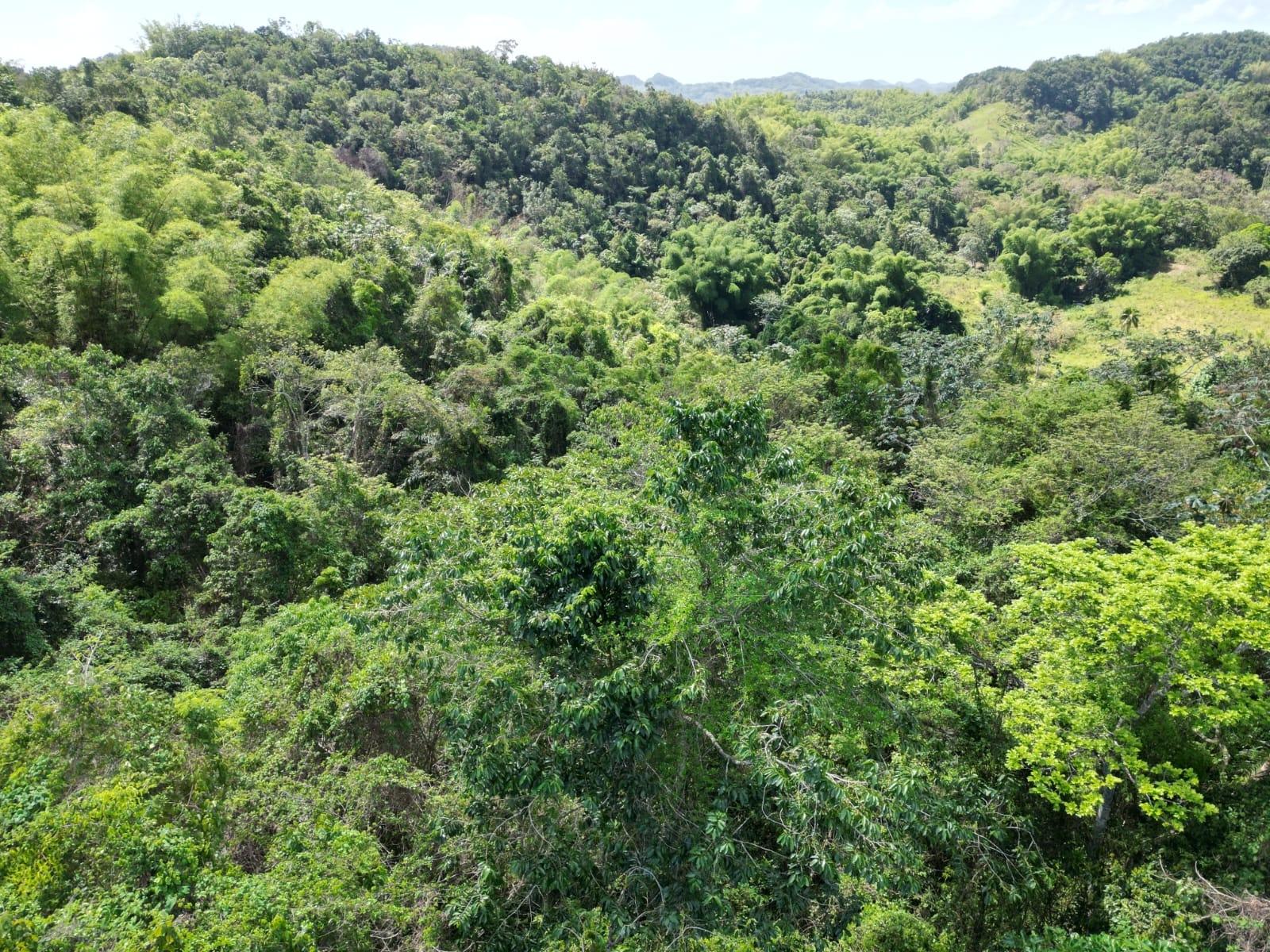 Fifth image of Spring Garden in Spring Garden, St. James, Jamaica - property is For Sale