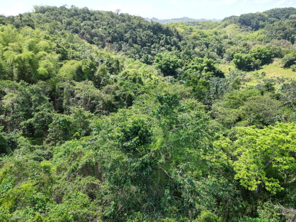 Fifth image of Spring Garden in Spring Garden, St. James, Jamaica - property is For Sale