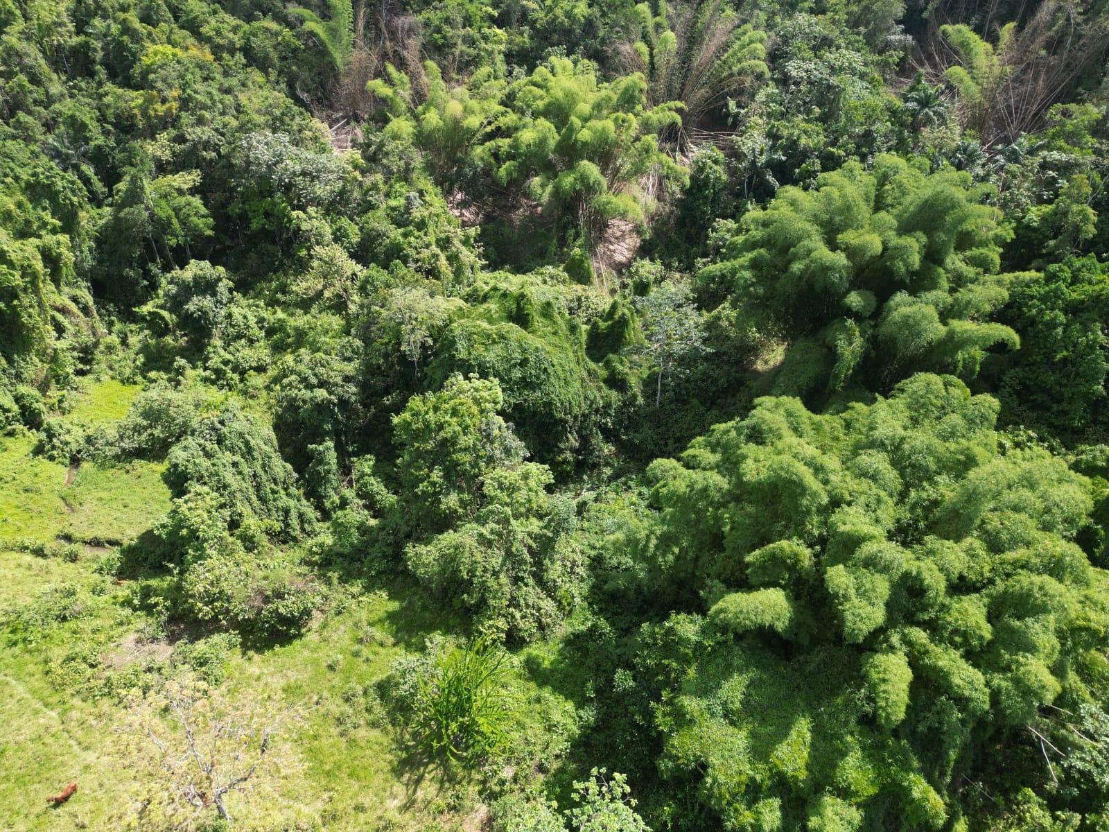 First image of Spring Garden in Spring Garden, St. James, Jamaica - property is For Sale