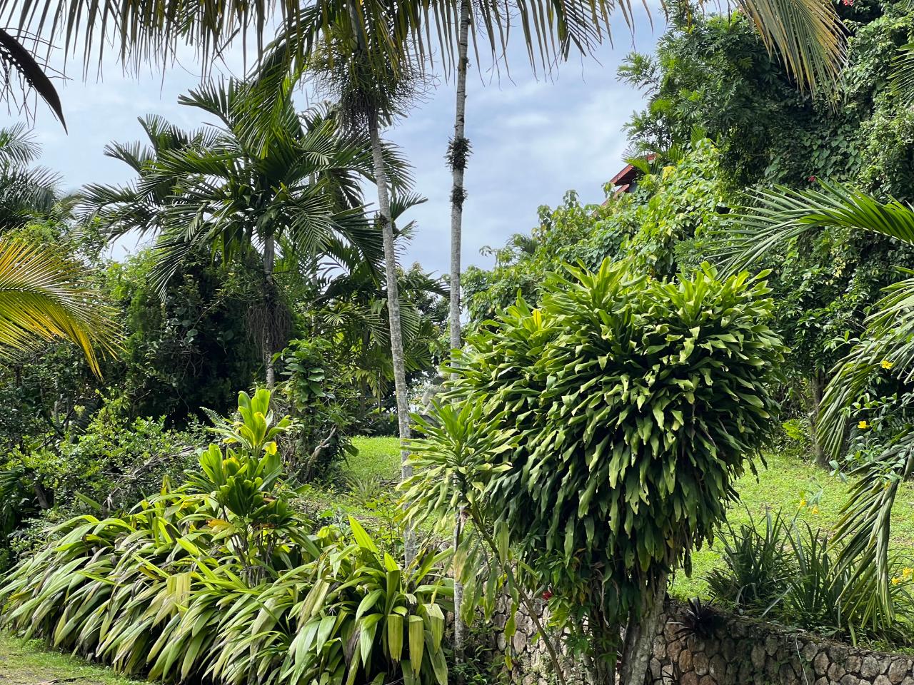 Seventh image of Lot 12 Rocky View Golden Spri in Kingston 9, St. Andrew, Jamaica - property is For Sale