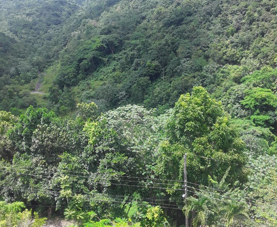 Eighth image of 66 Woodland Grove in Red Hills, St. Andrew, Jamaica - property is For Sale