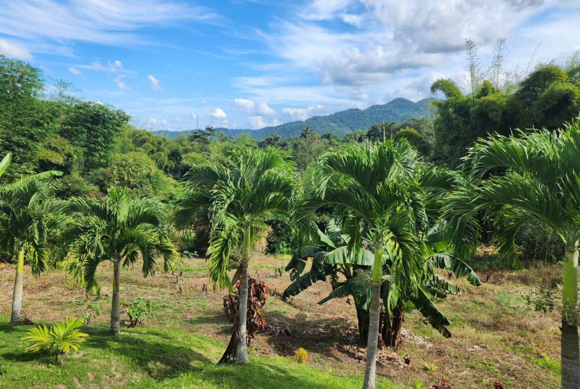 Twentieth image of Albert Town in Albert Town, Trelawny, Jamaica - property is For Sale
