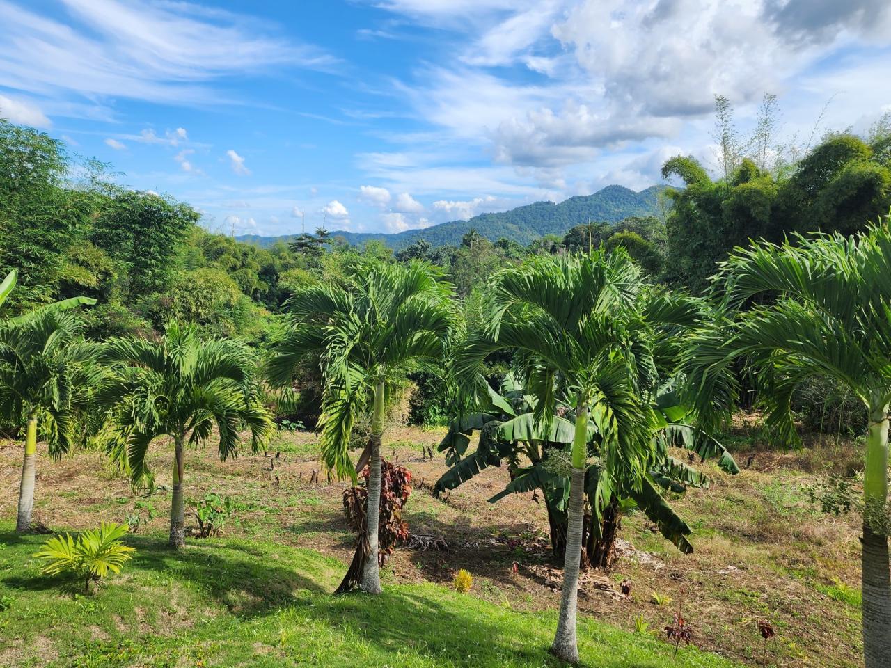Twentieth image of Albert Town in Albert Town, Trelawny, Jamaica - property is For Sale