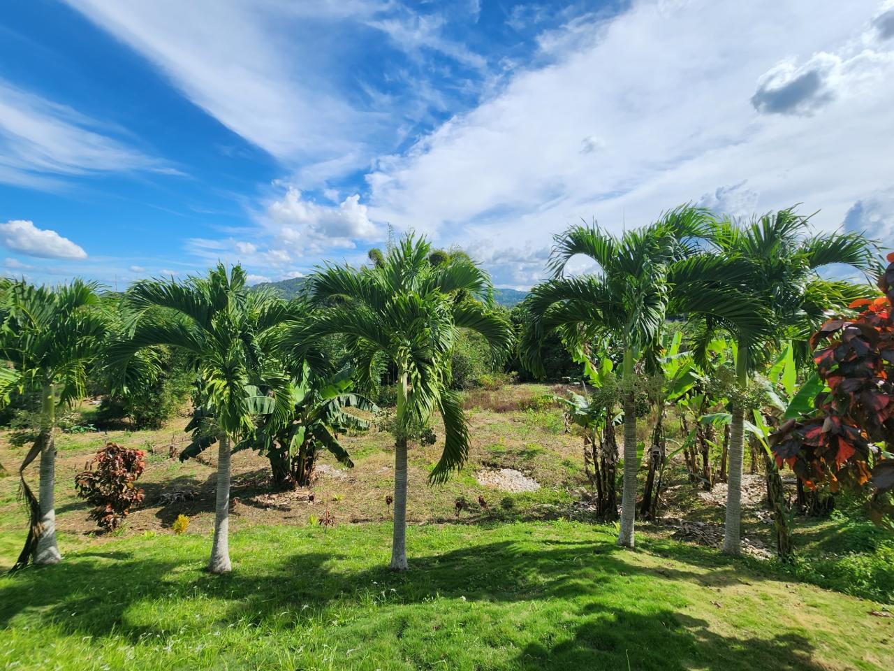 Twenty-Seventh image of Albert Town in Albert Town, Trelawny, Jamaica - property is For Sale