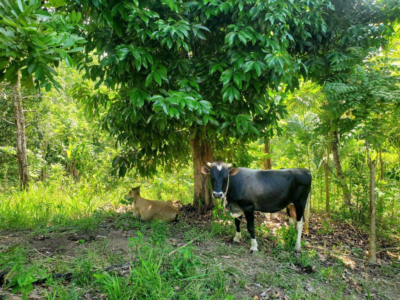 Stunning-6.5-Acre-Residential-Lot-for-Sale-in-St.-Thomas-Jamaica Eleventh image of 94 Spring Pen in Seaforth, St. Thomas, Jamaica - property is For Sale