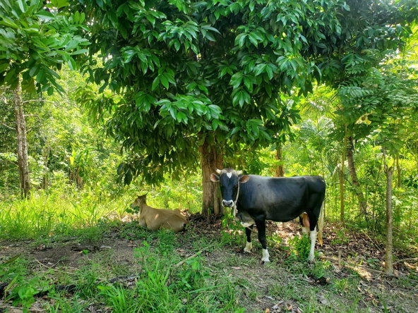 Eleventh image of 94 Spring Pen in Seaforth, St. Thomas, Jamaica - property is For Sale