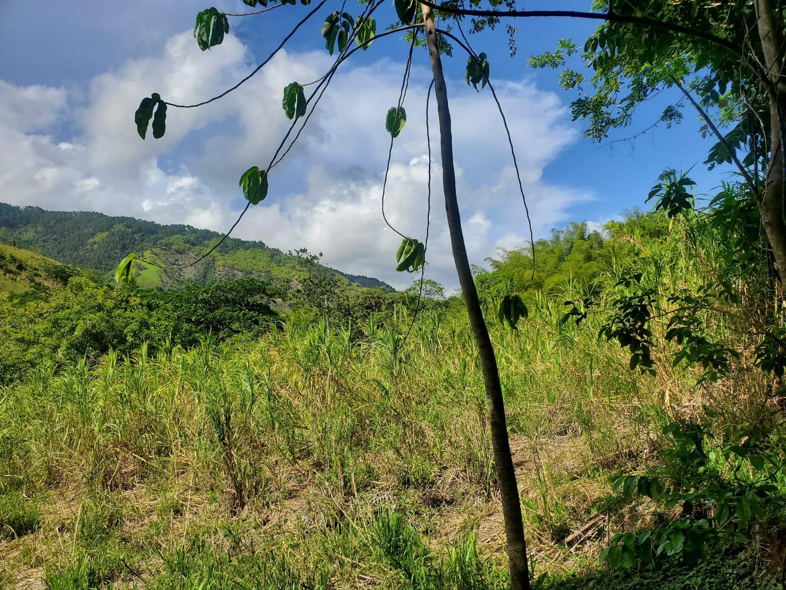 Stunning-6.5-Acre-Residential-Lot-for-Sale-in-St.-Thomas-Jamaica Twelfth image of 94 Spring Pen in Seaforth, St. Thomas, Jamaica - property is For Sale