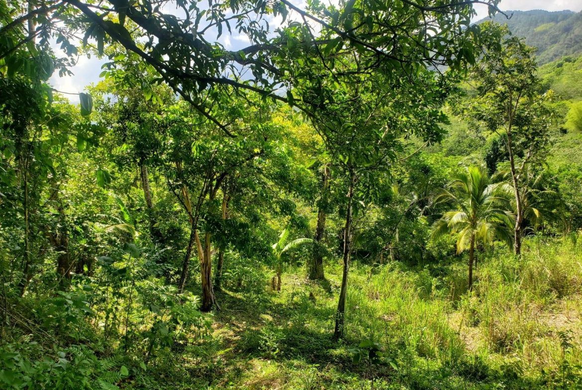 Thirteenth image of 94 Spring Pen in Seaforth, St. Thomas, Jamaica - property is For Sale