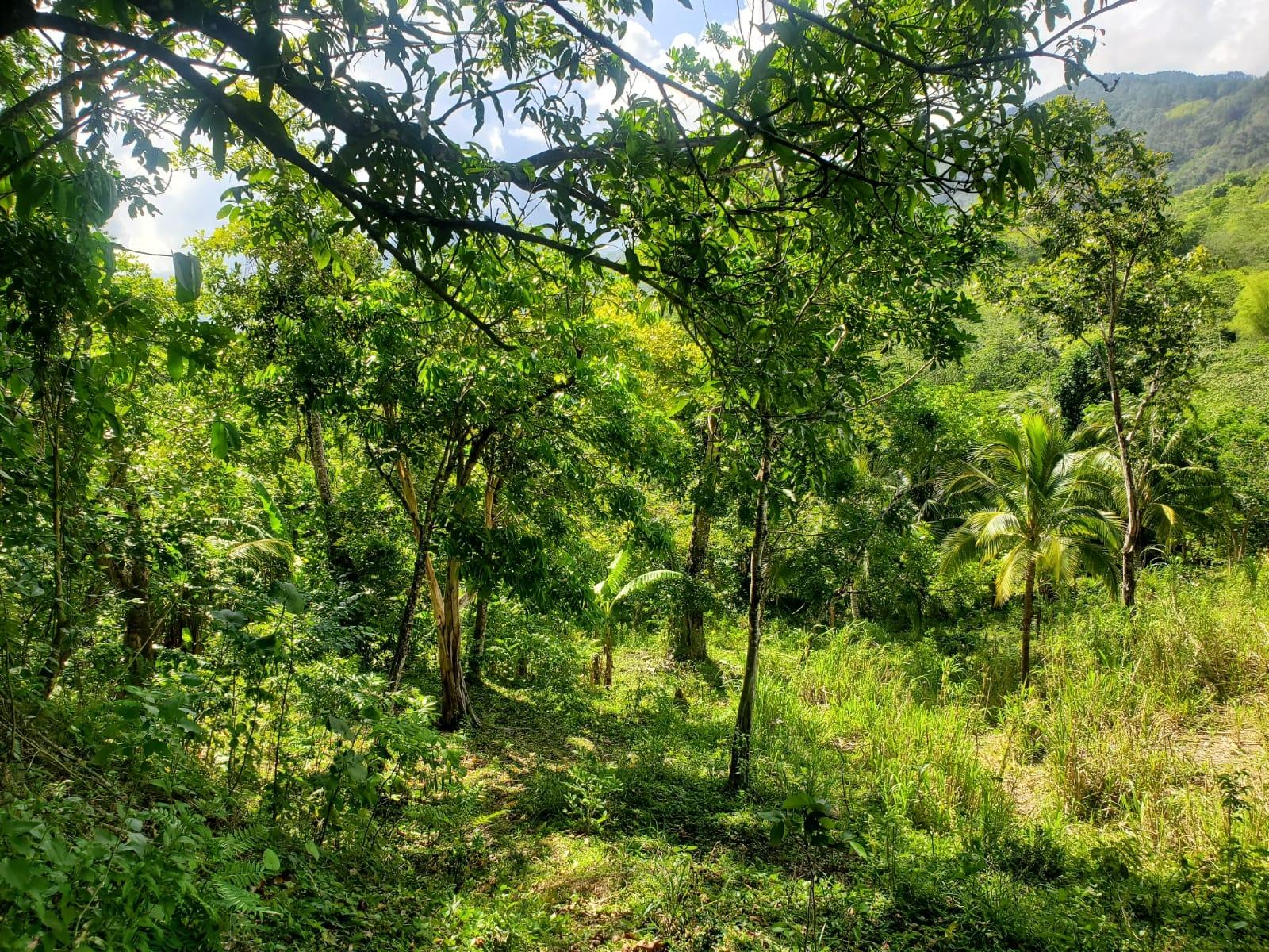 Stunning-6.5-Acre-Residential-Lot-for-Sale-in-St.-Thomas-Jamaica Thirteenth image of 94 Spring Pen in Seaforth, St. Thomas, Jamaica - property is For Sale