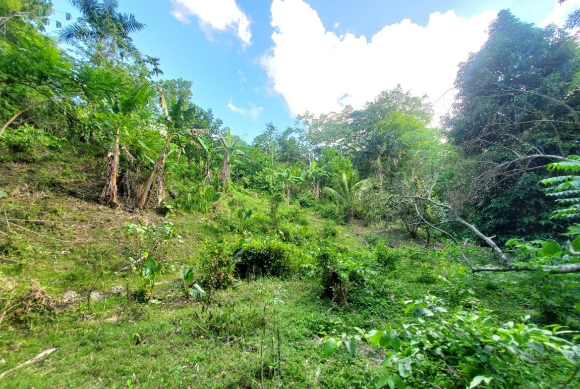 Fourteenth image of 94 Spring Pen in Seaforth, St. Thomas, Jamaica - property is For Sale