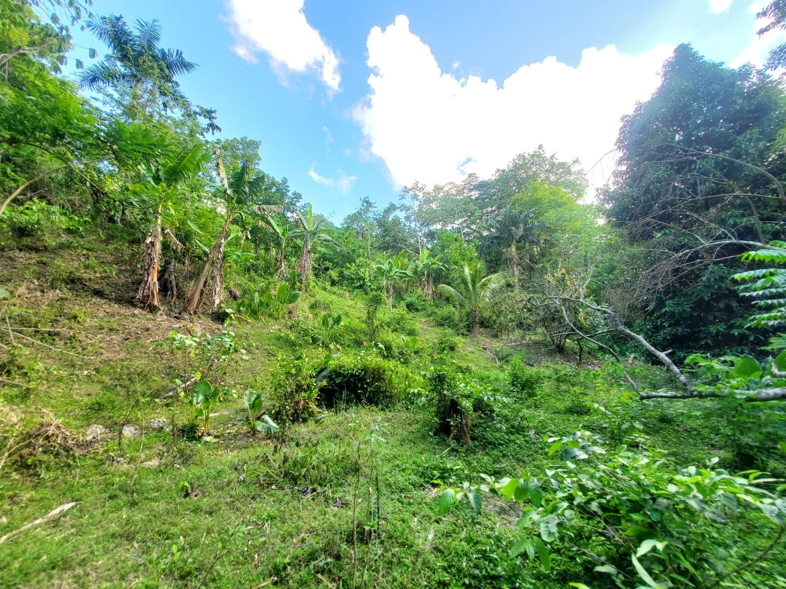 Stunning-6.5-Acre-Residential-Lot-for-Sale-in-St.-Thomas-Jamaica Fourteenth image of 94 Spring Pen in Seaforth, St. Thomas, Jamaica - property is For Sale