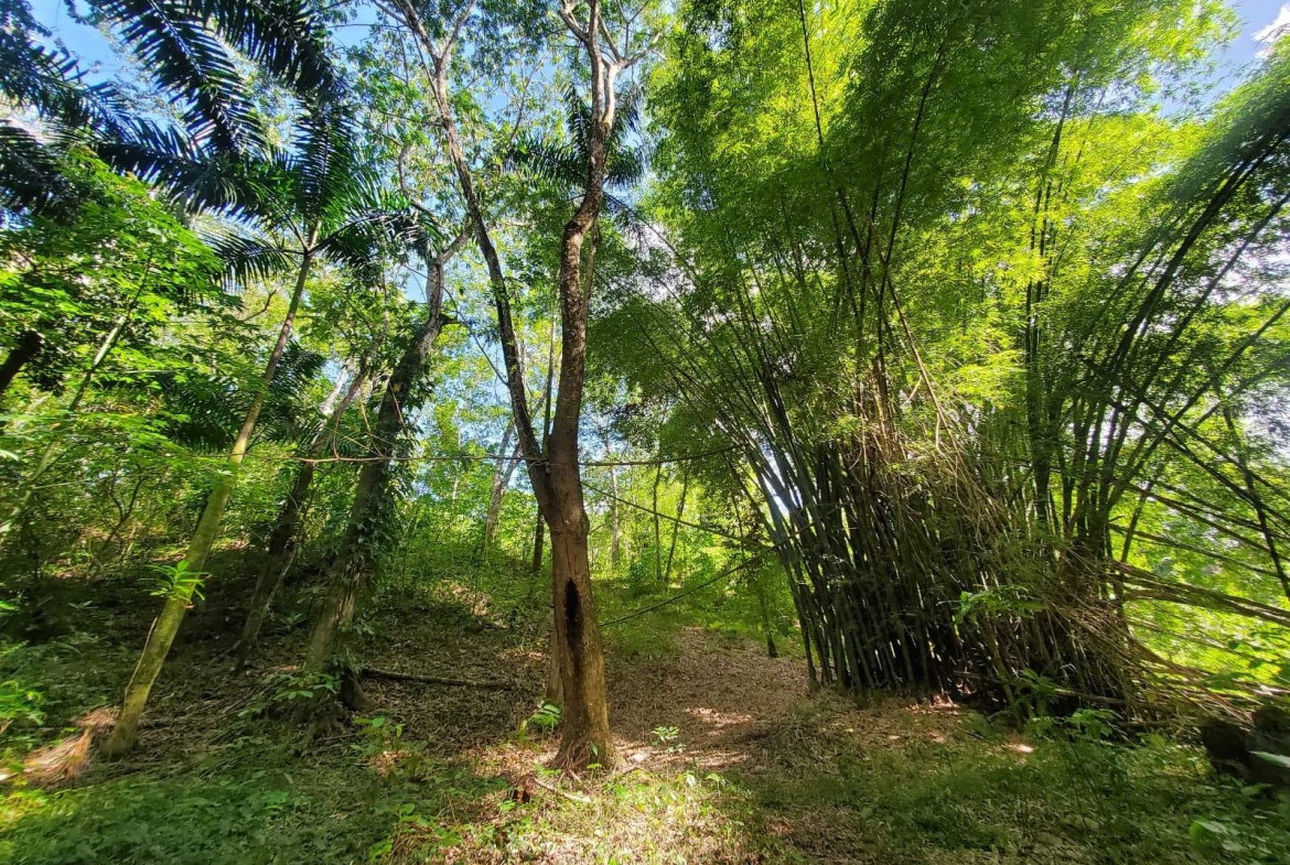 Fifteenth image of 94 Spring Pen in Seaforth, St. Thomas, Jamaica - property is For Sale