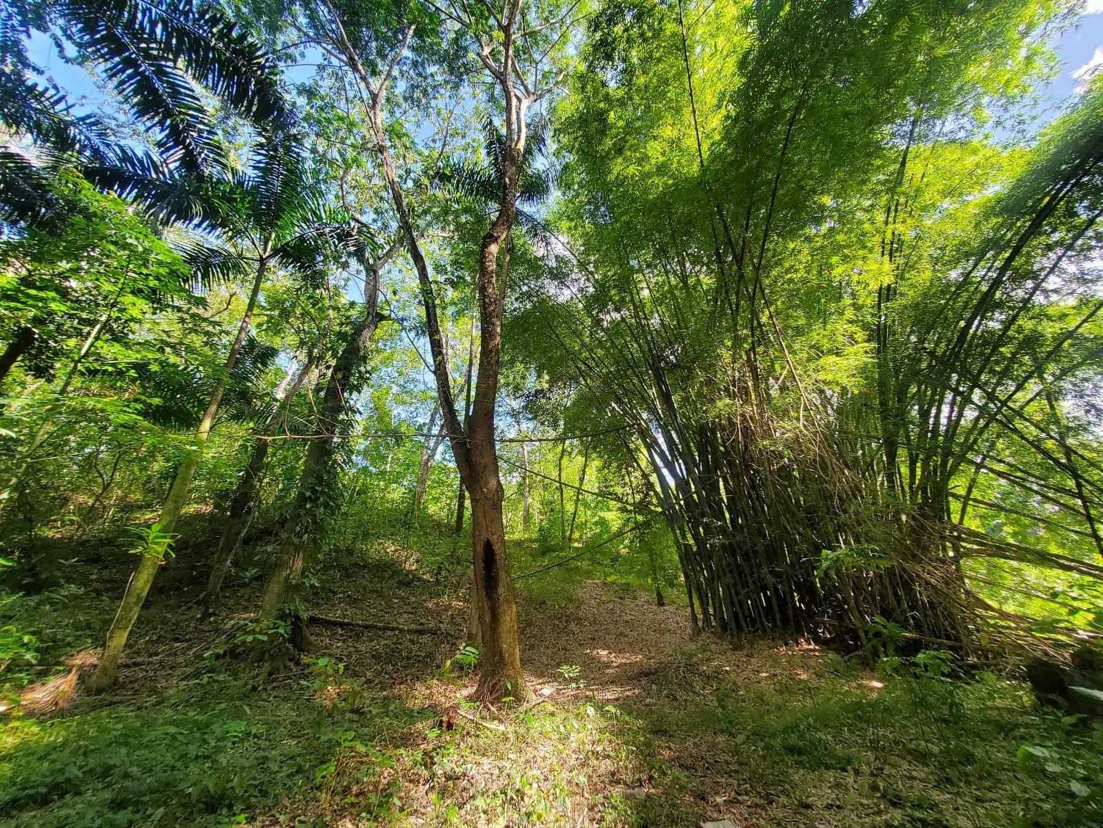 Stunning-6.5-Acre-Residential-Lot-for-Sale-in-St.-Thomas-Jamaica Fifteenth image of 94 Spring Pen in Seaforth, St. Thomas, Jamaica - property is For Sale