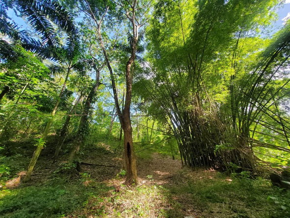 Fifteenth image of 94 Spring Pen in Seaforth, St. Thomas, Jamaica - property is For Sale