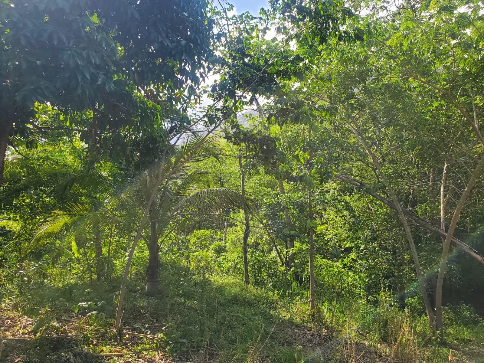 Stunning-6.5-Acre-Residential-Lot-for-Sale-in-St.-Thomas-Jamaica Sixteenth image of 94 Spring Pen in Seaforth, St. Thomas, Jamaica - property is For Sale