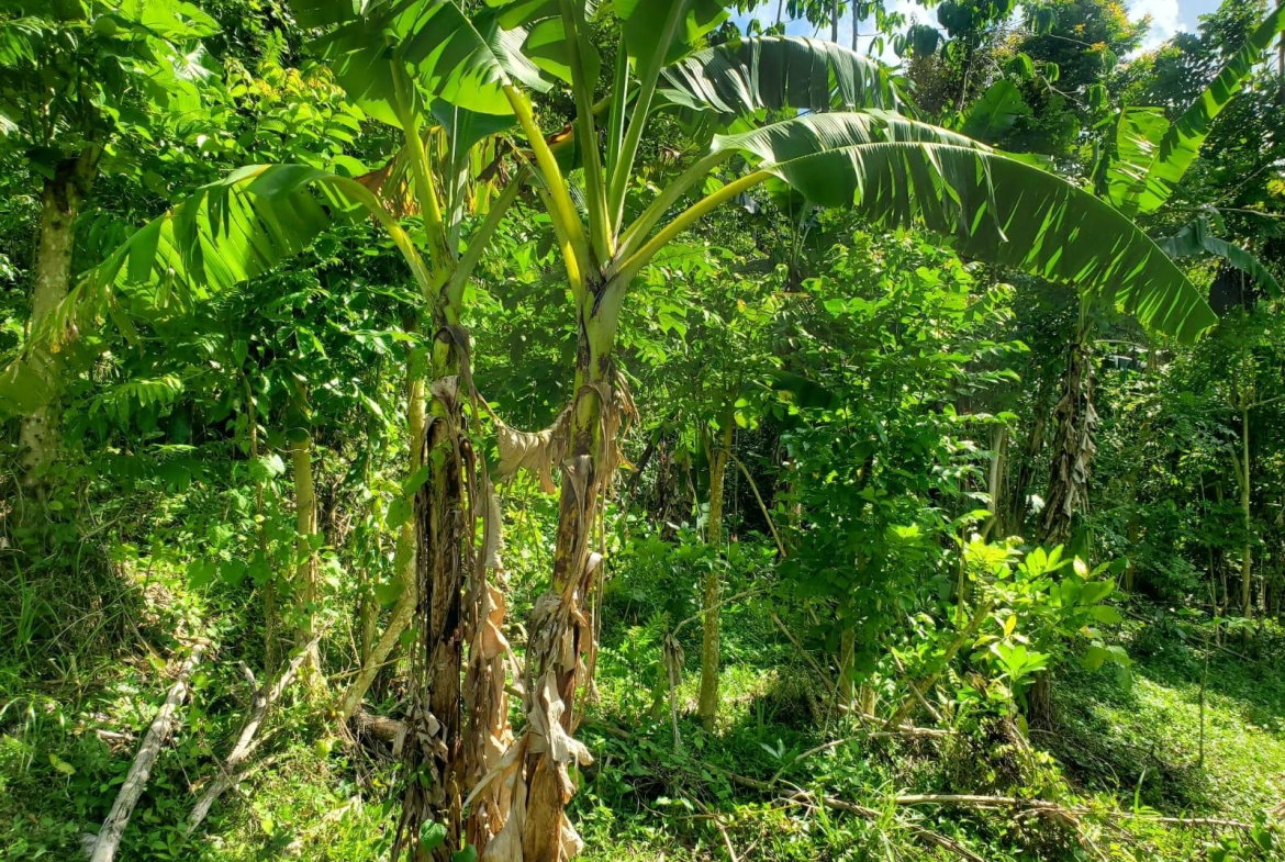 Seventeenth image of 94 Spring Pen in Seaforth, St. Thomas, Jamaica - property is For Sale