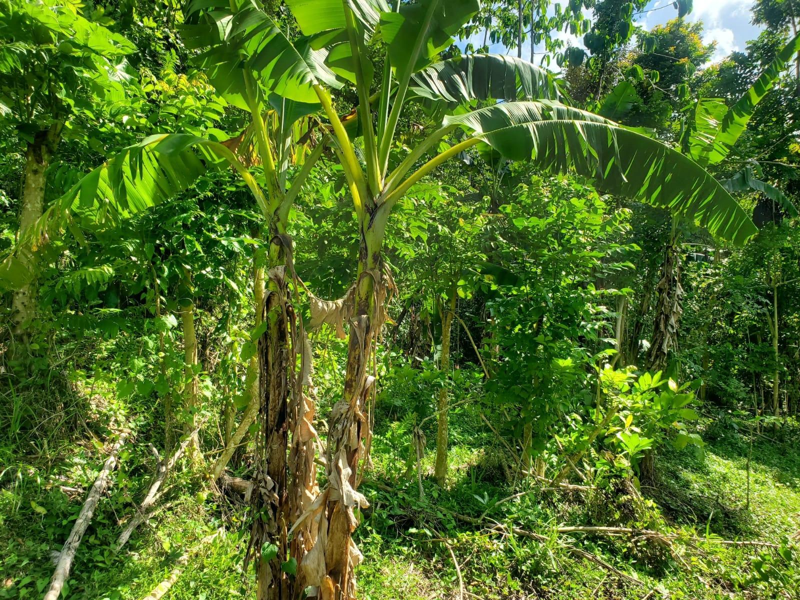 Stunning-6.5-Acre-Residential-Lot-for-Sale-in-St.-Thomas-Jamaica Seventeenth image of 94 Spring Pen in Seaforth, St. Thomas, Jamaica - property is For Sale