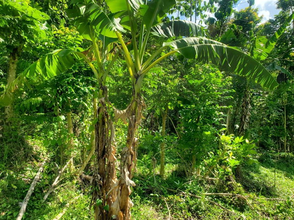 Seventeenth image of 94 Spring Pen in Seaforth, St. Thomas, Jamaica - property is For Sale