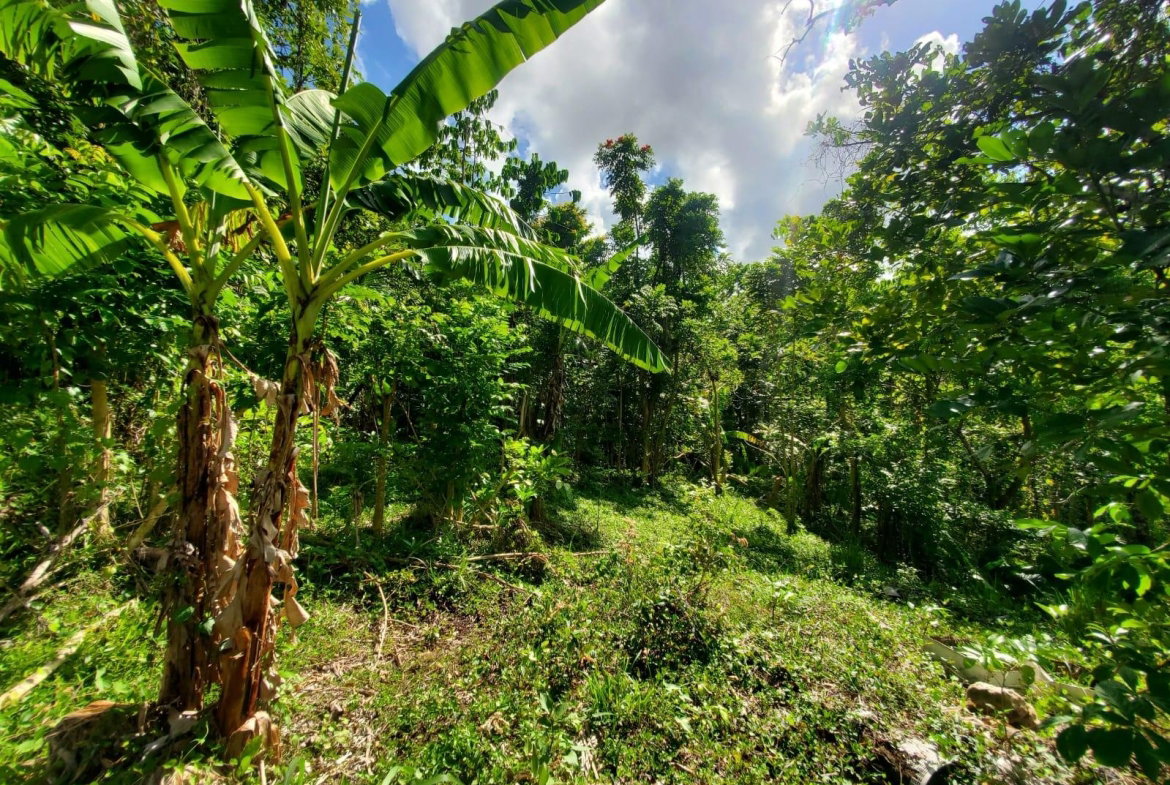 Nineteenth image of 94 Spring Pen in Seaforth, St. Thomas, Jamaica - property is For Sale