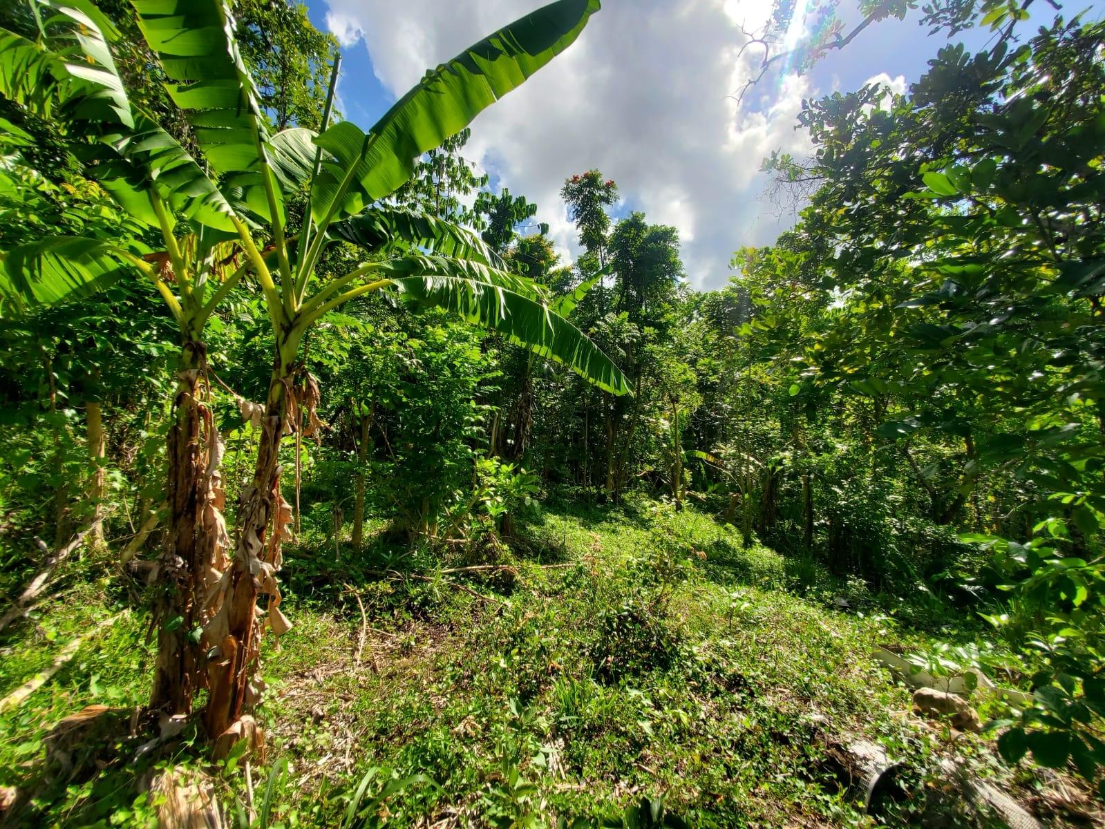 Stunning-6.5-Acre-Residential-Lot-for-Sale-in-St.-Thomas-Jamaica Nineteenth image of 94 Spring Pen in Seaforth, St. Thomas, Jamaica - property is For Sale
