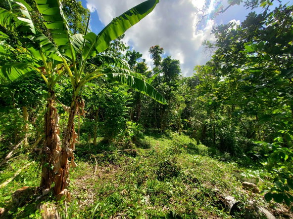 Nineteenth image of 94 Spring Pen in Seaforth, St. Thomas, Jamaica - property is For Sale