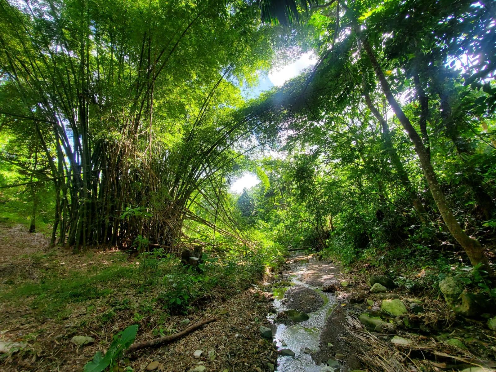 Stunning-6.5-Acre-Residential-Lot-for-Sale-in-St.-Thomas-Jamaica Third image of 94 Spring Pen in Seaforth, St. Thomas, Jamaica - property is For Sale